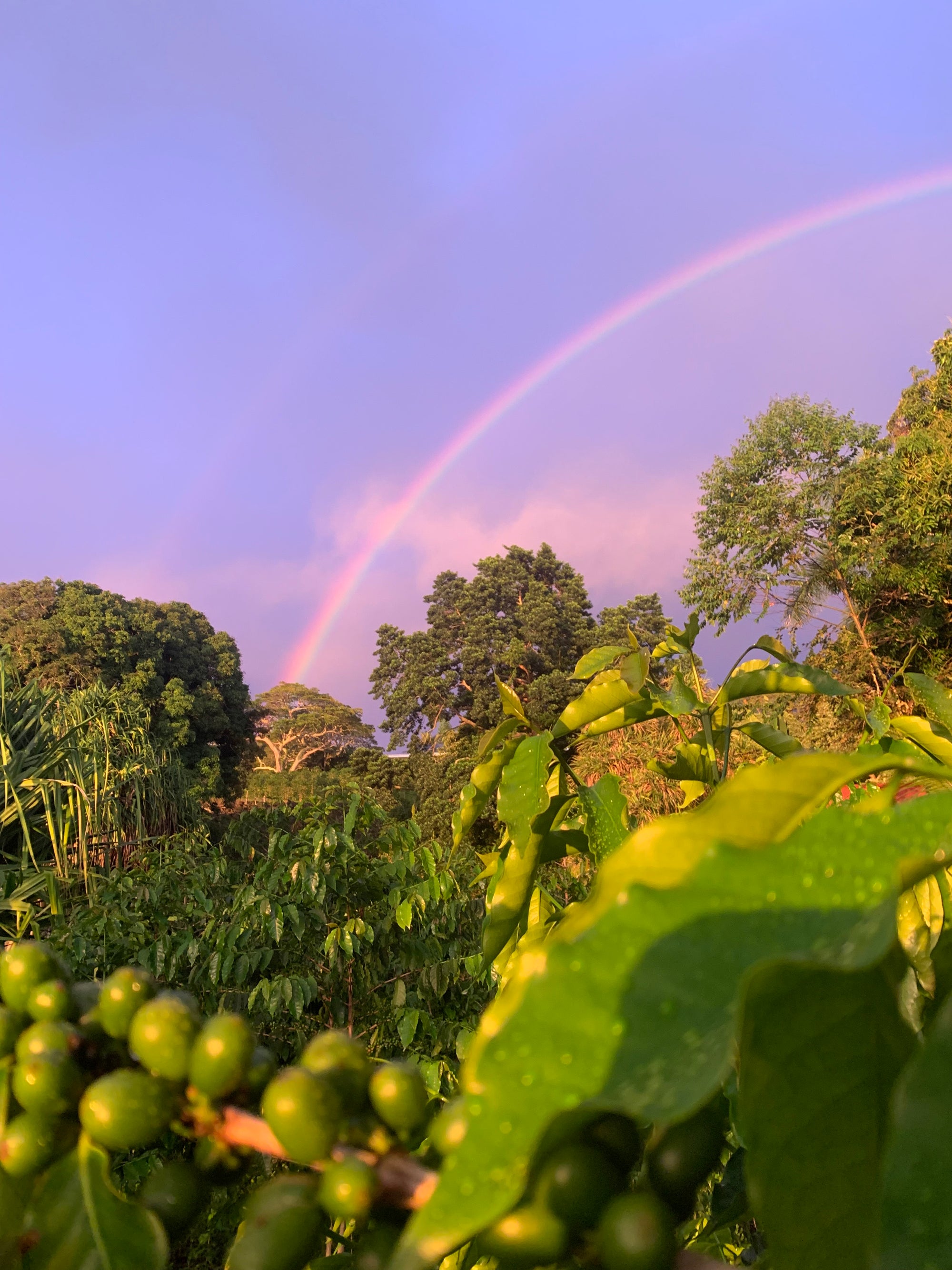 What Does 100% Kona Coffee Mean?