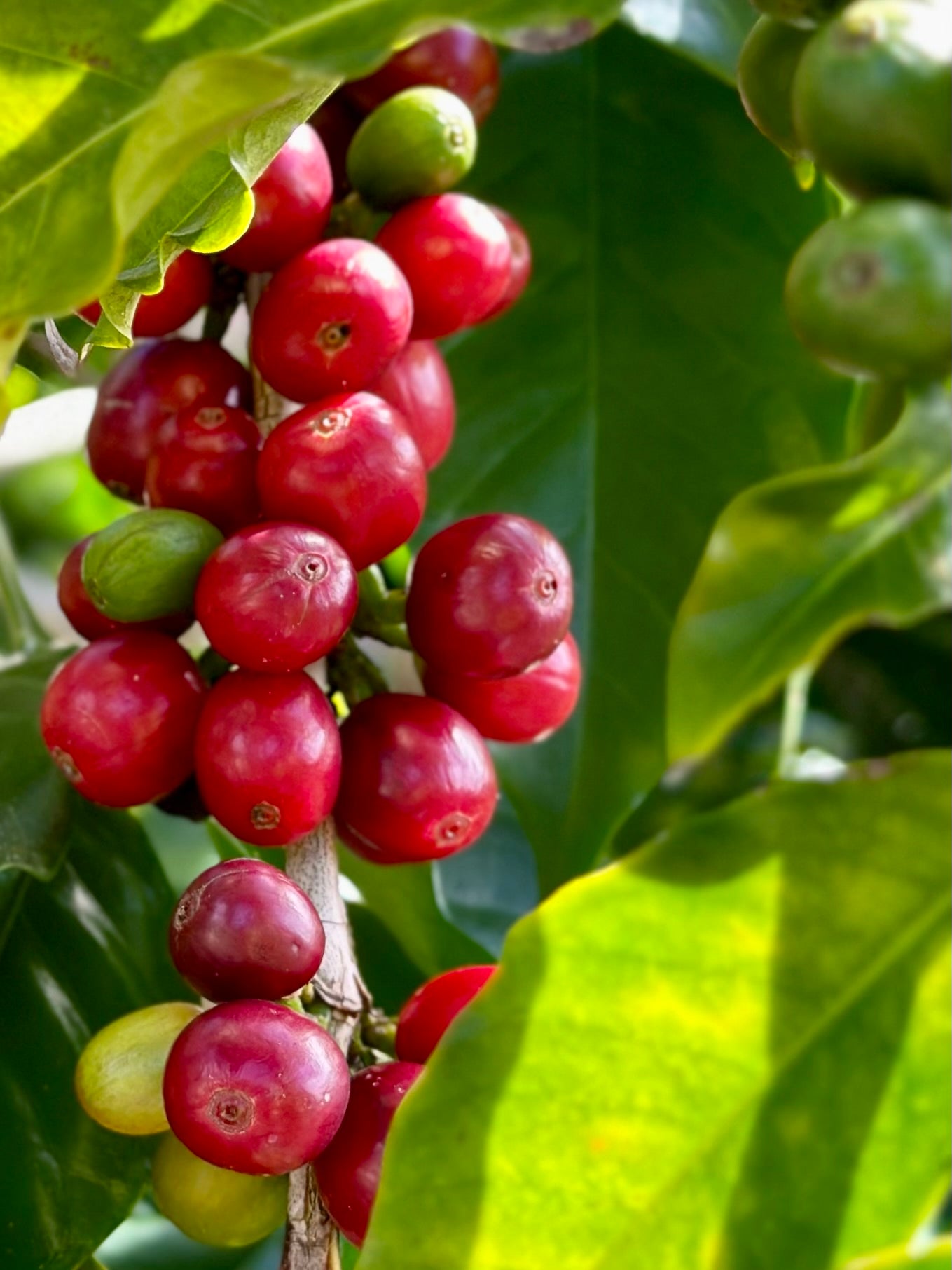 How Altitude Effects The Flavor Of Kona Coffee
