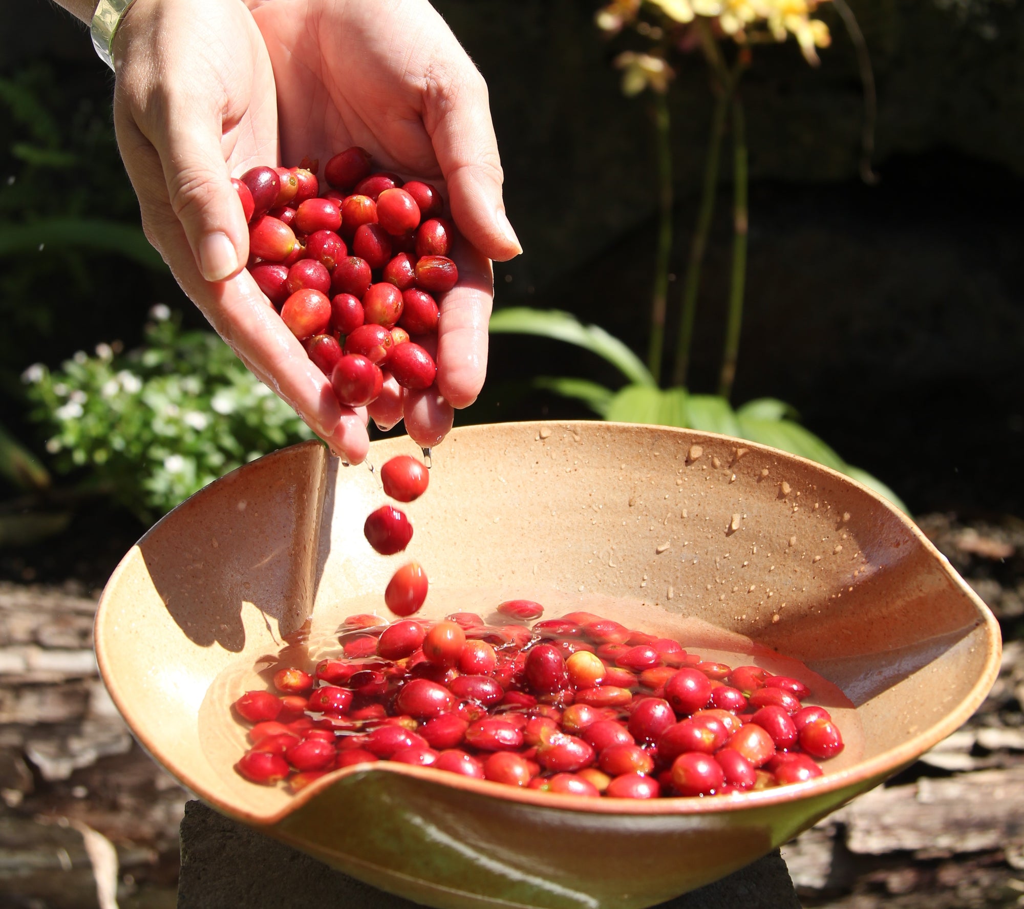 Why Coffee Can Taste Bitter