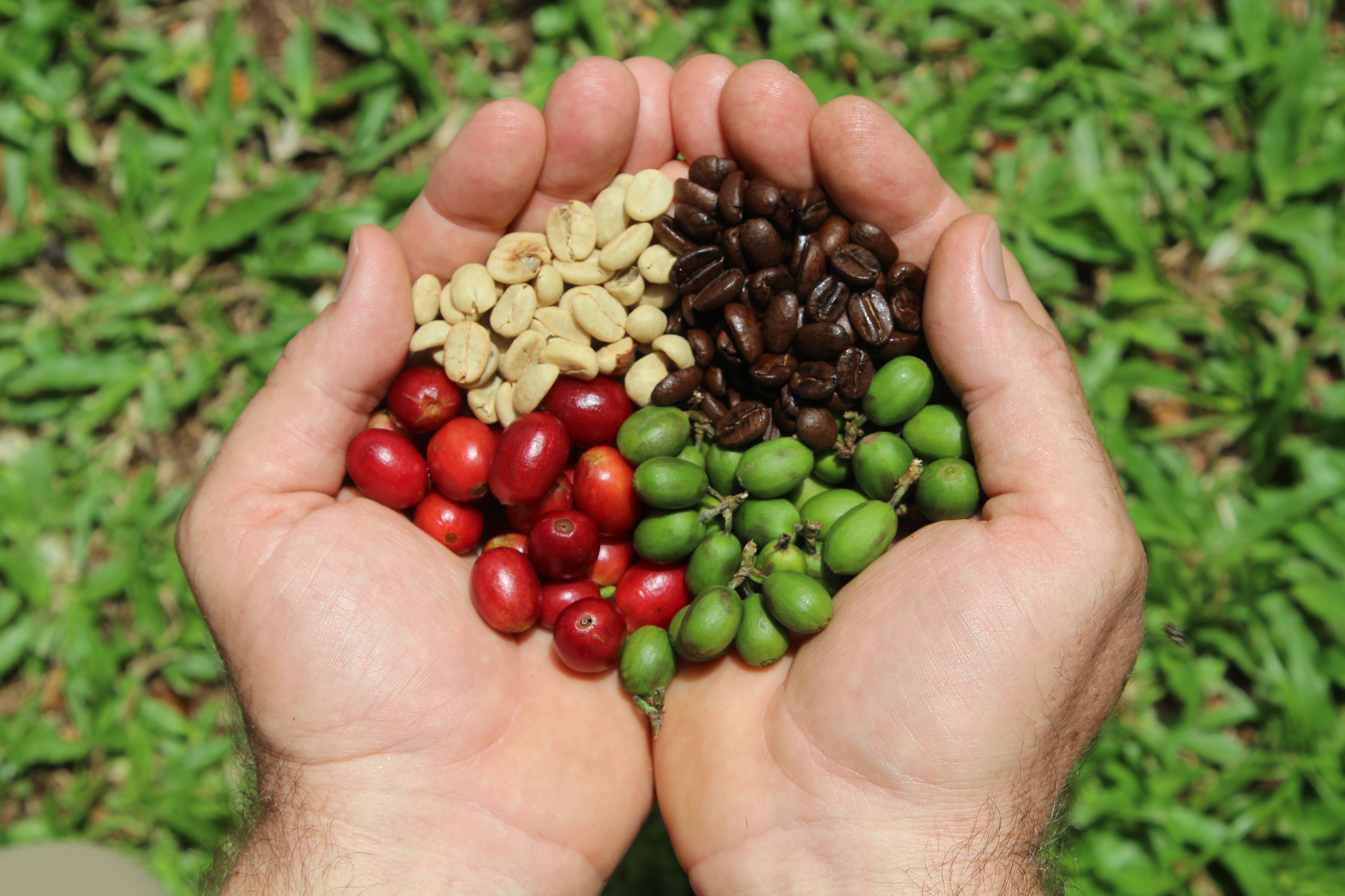 Why Makes Kona Coffee So Special and Famous? Wings of the Morning