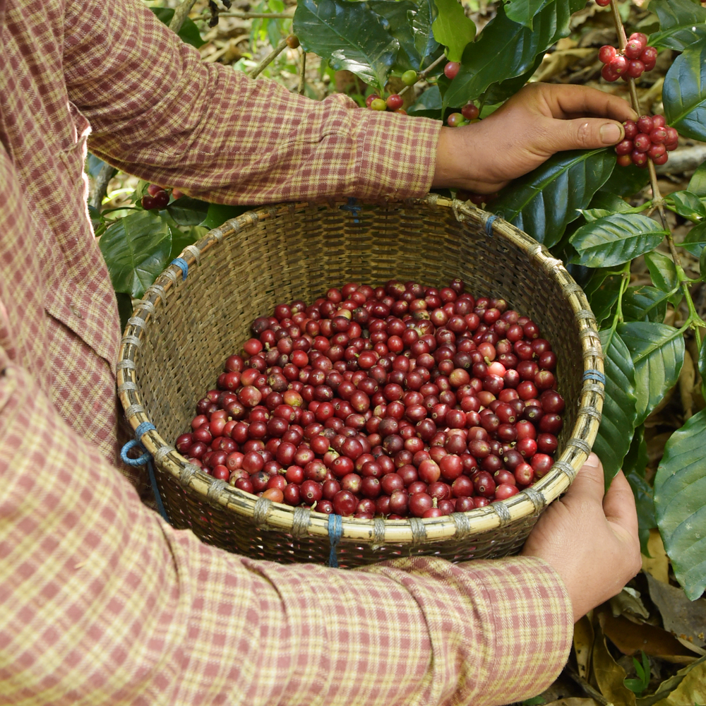 OUR FARMING PRACTICES