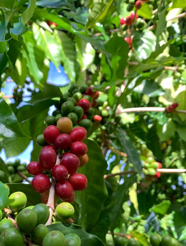 Exploring the World of Coffee Beans: Understanding the Differences