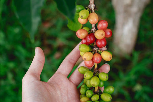 The History of Kona Coffee: From Its Origins to the Big Island