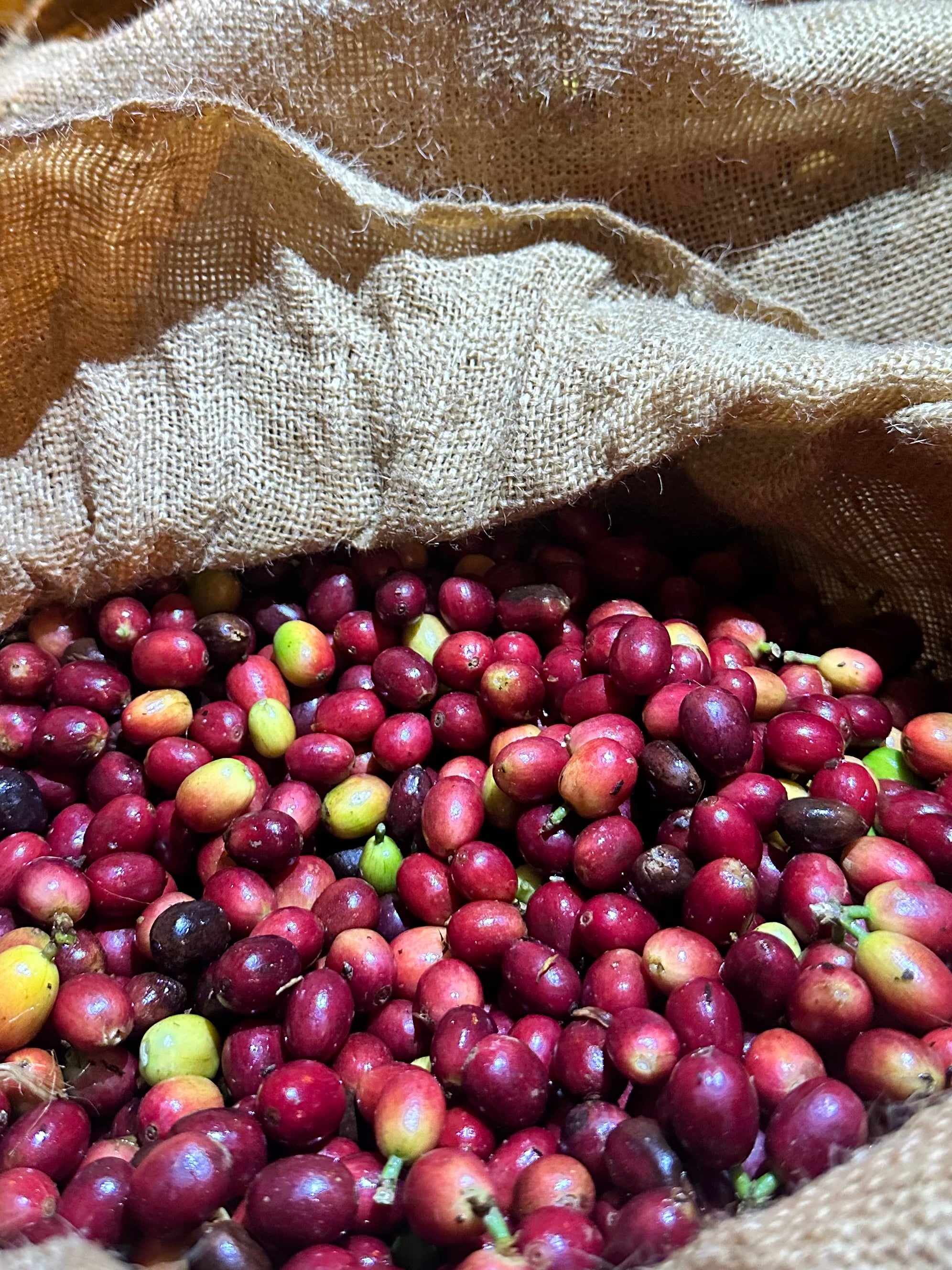 Ultimate Guide to Harvest Season for Kona Coffee: What Makes It Special?