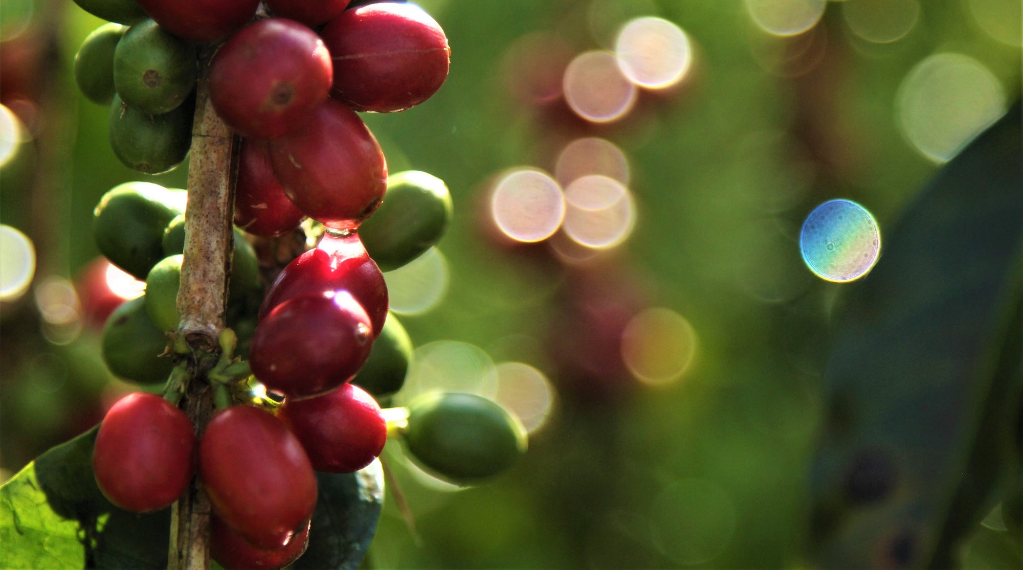 This is a photo focused on beautiful, 100% Kona coffee in the sunshine
