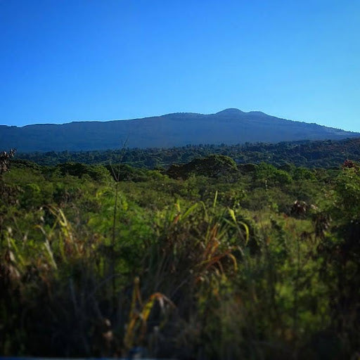 Why The Volcanic Soil Helps The Coffee