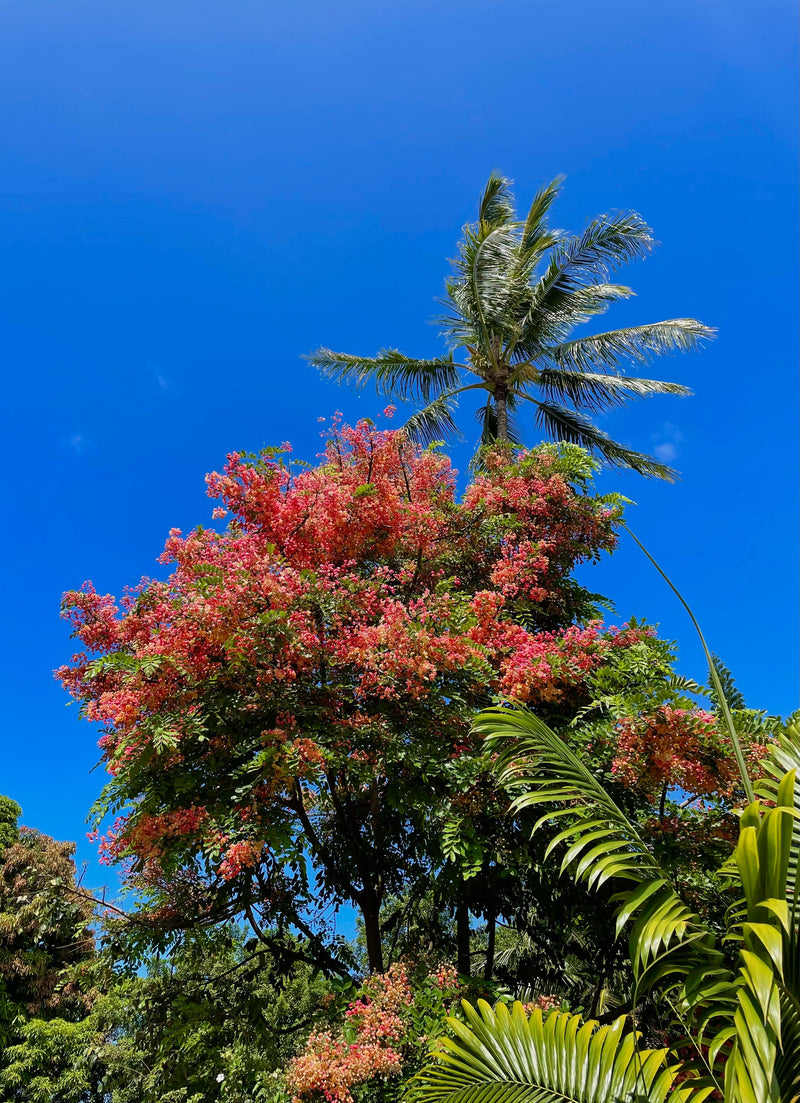 The Spirit of Hawai'i