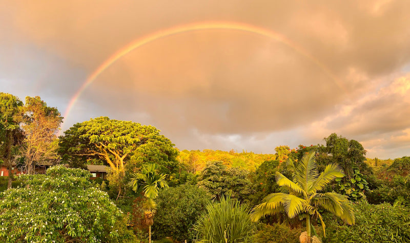 From Volcanic Soil to the Perfect Cup